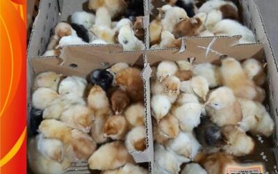 La Comuna entregó los pollitos de INTA